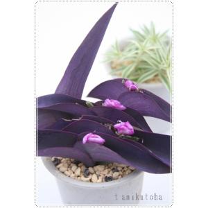 紫御殿 トラデスカンチア 5.5cmポット 多肉植物の商品画像