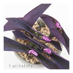 紫御殿 トラデスカンチア 5.5cmポット 多肉植物の詳細画像1