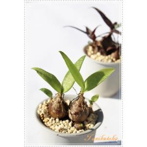 パンキフローラ レデボウリア Ledebouria Scilla panciflora 多肉植物 多...