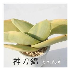 神刀錦 2寸ポット クラッスラ 弁慶草科 多肉...の詳細画像1