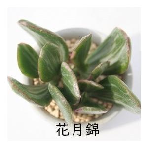 花月錦 2寸ポット クラッスラ 弁慶草科 多肉...の詳細画像1