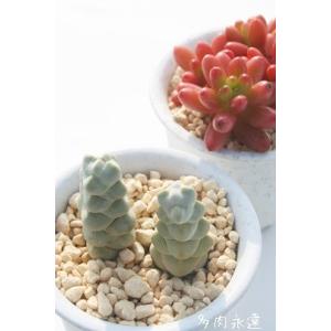 多肉植物 女雛錦 5頭以上 大群生 るる農園 : るる農園 - 通販 - Yahoo