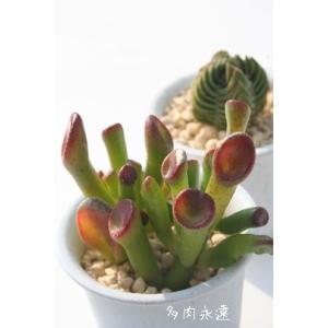 アルブカ・フミリス】3号鉢・ユリ科・球根植物・多肉植物 : 花工房