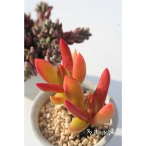 天狗の舞 2寸ポット クラッスラ 弁慶草科 多肉植物 根付苗 多肉激安