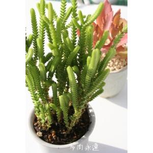 現代小鉢：平安佑泉 楕円鉢 8.0cm *資材 へいあんゆうせん : 遊恵