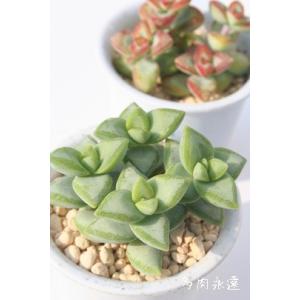アルマンディ錦◎多肉植物 カット苗 韓国苗 エケベリア等 E-TANIKU