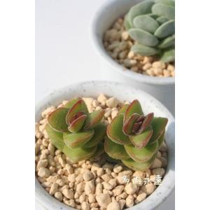 多肉植物：セロペギア ボッセリ*幅15cm 現品！一品限り : 遊恵盆栽