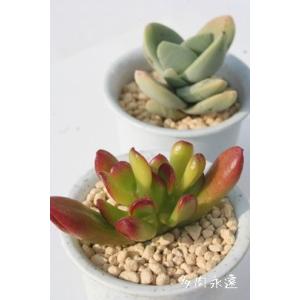 塊根植物：アボニア アルストニー うつぼ錦 赤花*葉幅4.5cm 現品！一品