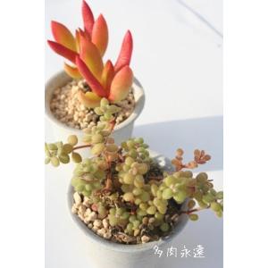 多肉植物 カランコエ 福兎耳 雪だるま 6cmポット 観葉植物 インテリア