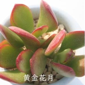黄金花月 クラッスラ 2寸ポット 弁慶草科 多...の詳細画像1