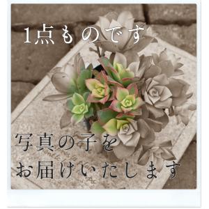 黄金花月 クラッスラ 2寸ポット 弁慶草科 多...の詳細画像2