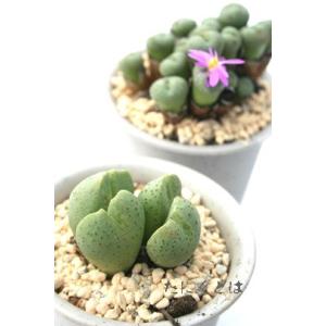 多肉植物 センペルビウム モアハニーブルーホリズン 7.5cmポット 観葉