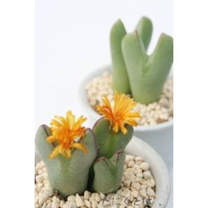 黄金波 2頭 コノフィツム 中型足袋型 昼咲き種 オレンジ花 2寸ポット メセン科 根付苗 アフリカ...