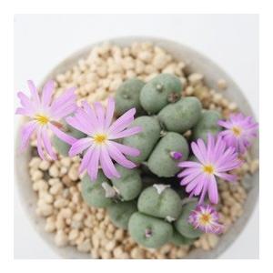 群壁玉 4〜5頭 極小型コマ型の昼咲き種、淡紫...の詳細画像1