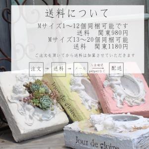 鳩笛 3頭 小型クラ型の昼咲き種、黄花。 2寸...の詳細画像5