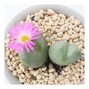 稚児桜 2頭 小型タビ型。昼咲き、紫花 2寸ポ...の詳細画像1