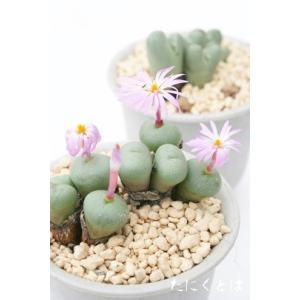多肉植物：コノフィツム アンゲリカエ テトラゴナム*全幅4cm 現品