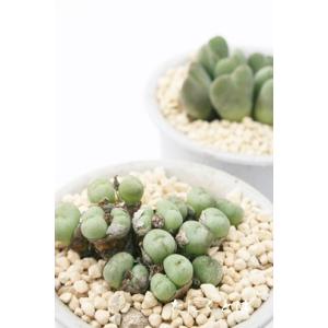 多肉植物：コノフィツム アンゲリカエ テトラゴナム*全幅4cm 現品