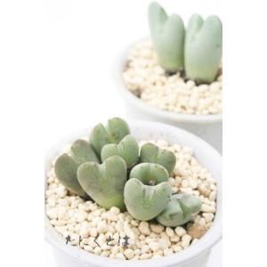 ❤️専用❤️多肉植物❤️３点セット❤️ 楽天市場】多肉3PCSセット トレー付き (WH) ニトリ 【玄関先迄納品