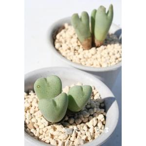 多肉植物：コノフィツム 花園*全幅2cm : 遊恵盆栽 Yahoo!店 - 通販