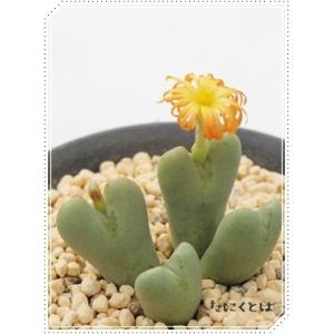 多肉植物 ハート型 ピンクお花の商品一覧 通販 Yahoo ショッピング