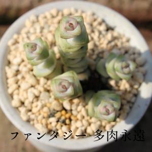 セネシオセット6種 多肉植物のセット キク科多肉植物 セネシオ根付苗