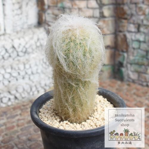 老楽 サボテン Mサイズ 5.5ｃｍポット 仙人掌 Espostoa lanata
