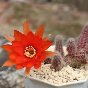 白檀 サボテン 5.5cmポット エキノプシス...の詳細画像1