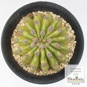 多肉植物 アガベ ミスターリップル 7.5cmポット苗 : ハニーミント