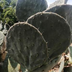 大丸盆 カット苗 二枚 宅配便送料無料 ウチワサボテン カクタス 20cｍ Opuntia robusta 大型種 仔を出すタイプ オンプチア属 サボテン
