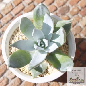 多肉植物 kthセダム スプリングワンダー×ロッティー 古都の葉さんの苗