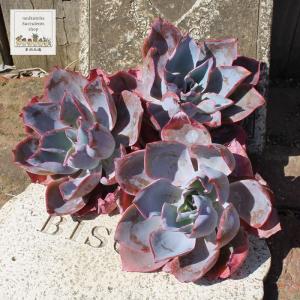 塊根植物：アデニア ペチュエリー*幅15cm 現品！一品限り : 遊恵盆栽