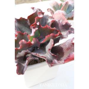 女王の花笠 カット苗 大型種 エケベリア 弁慶草科 多肉植物 苗 : 多肉