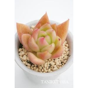オレンジスノーボール 2寸ポット パキフィツム 弁慶草科 可愛い多肉
