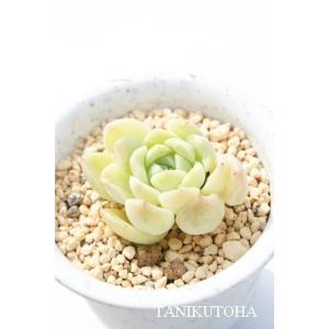 女王の花笠 カット苗 大型種 エケベリア 弁慶草科 多肉植物 苗 : 多肉