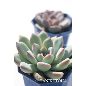 多*ゆ様 B2041-5　ルンヨニー錦　40株　抜き苗　多肉植物 エケベリア 韓 多*ゆ様 B2041-5 ルンヨニー錦 40株 抜き苗 多肉植物 エケベリア 韓