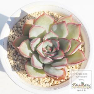 ピンクチップス エケベリア 2寸ポット 韓国苗 弁慶草科 多肉植物 苗