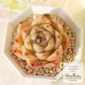 小恋路大福 永遠ラベル付き エケベリア Echeveria orangedaifuku 2寸ポット 弁慶草科 多肉植物 多肉永遠苗｜多肉永遠支店