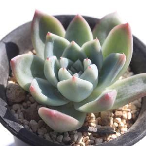 ピンクチップス エケベリア 2寸ポット 韓国苗 弁慶草科 多肉植物 苗