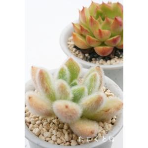 多肉植物 ぷくぷくセット♡恋心♡ビアポップ♡ 多肉植物 ぷくぷくセット♡恋心♡ビアポップ♡
