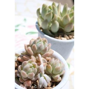 日本花キ流通 多肉植物 hxエケベリア プロリフィカ×レッドエボニー