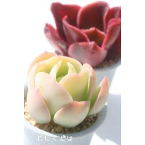 セネシオセット6種 多肉植物のセット キク科多肉植物 セネシオ根付苗