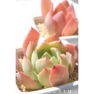 多肉植物 oriミックスベリア No.071 苔生す おらいさん苗 送料無料