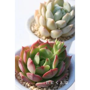 多肉植物：アガベ ホリダ*幅11cm : 遊恵盆栽 Yahoo!店 - 通販