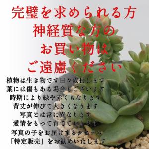 ファイアーリップ 2寸ポット エケベリア 弁慶...の詳細画像4