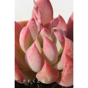 多肉植物 oriミックスベリア No.062 珊瑚の花 おらいさん苗 送料無料