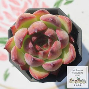 韓国苗 エケベリア おまかせ5種類セット 多肉植物 S〜Mサイズ カット苗