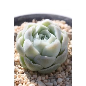 多肉植物 kswエケベリア ヒアリナ×ラウイ 柏屋商店さん苗 エケベリア