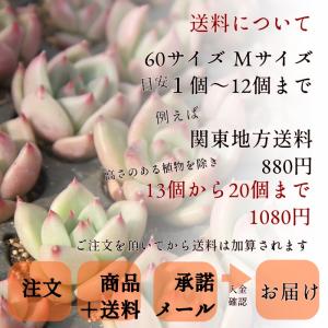 カンテ 2Lサイズ カット苗 8.5cmポット...の詳細画像5