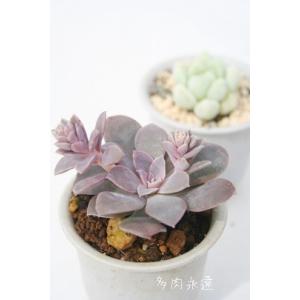 多肉植物：アガベ ウェベリー アリゾナスター*幅27cm : 遊恵盆栽
